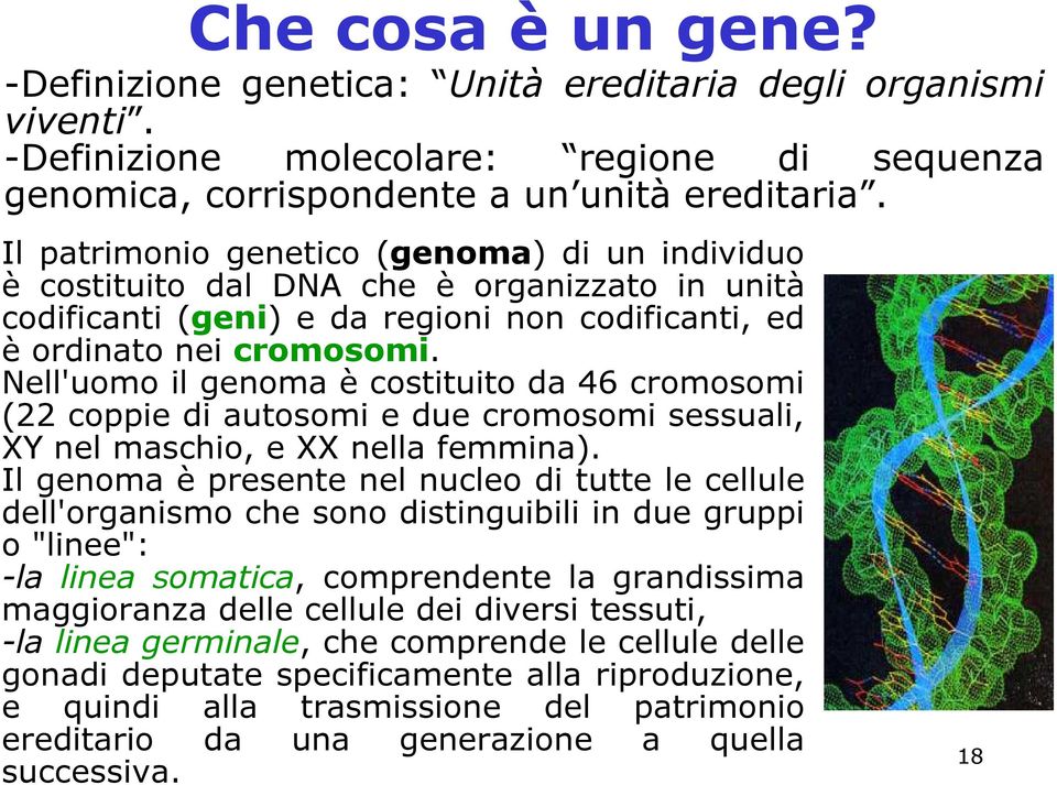 Nell'uomo il genoma è costituito da 46 cromosomi (22 coppie di autosomi e due cromosomi sessuali, XY nel maschio, e XX nella femmina).