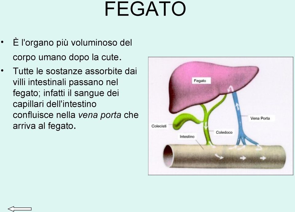 passano nel fegato; infatti il sangue dei capillari