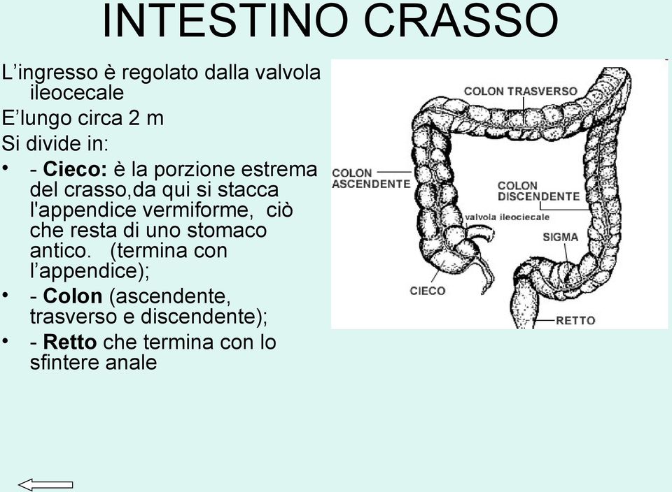 l'appendice vermiforme, ciò che resta di uno stomaco antico.