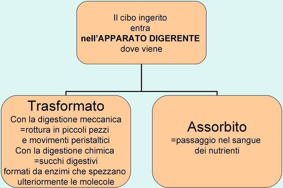 peristaltici Con la digestione chimica =succhi digestivi formati da