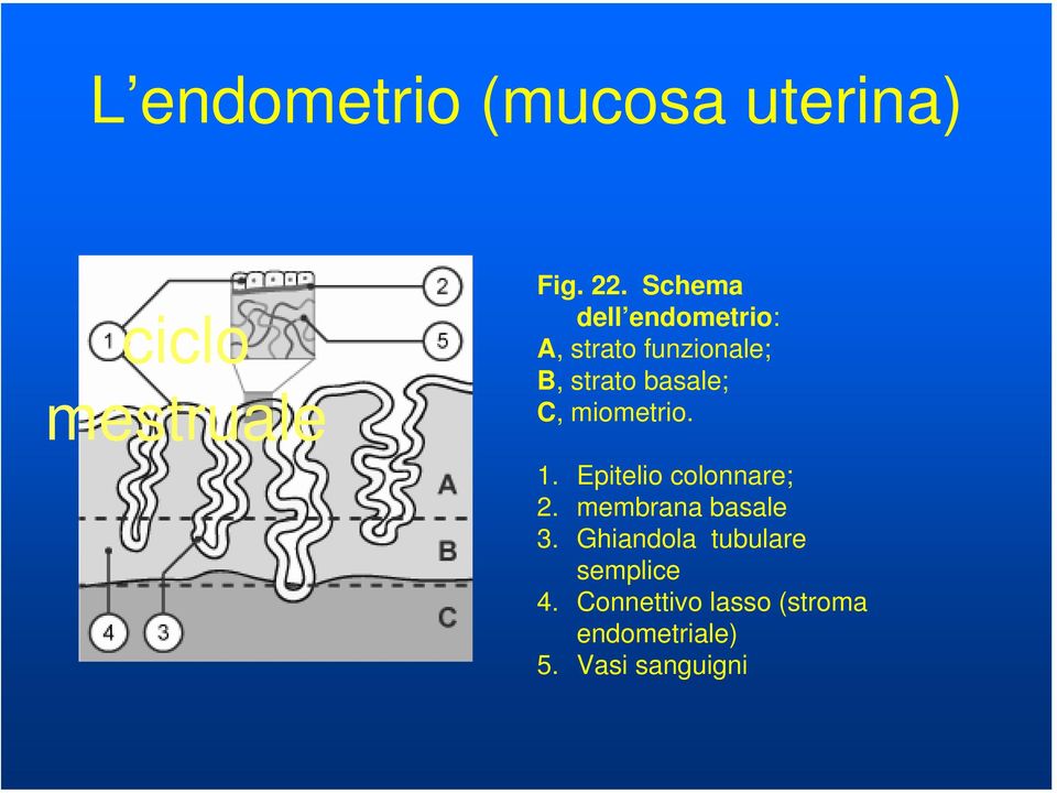 C, miometrio. 1. Epitelio colonnare; 2. membrana basale 3.