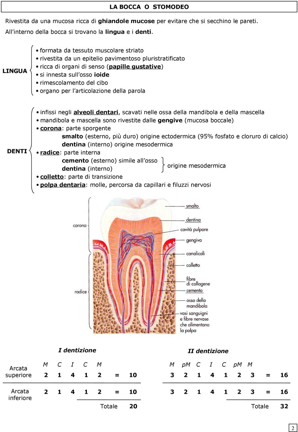 organo per l articolazione della parola DENTI infissi negli alveoli dentari, scavati nelle ossa della mandibola e della mascella mandibola e mascella sono rivestite dalle gengive (mucosa boccale)