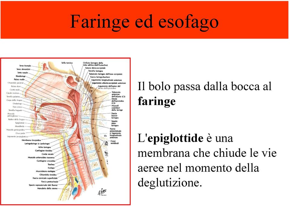 L'epiglottide è una membrana che