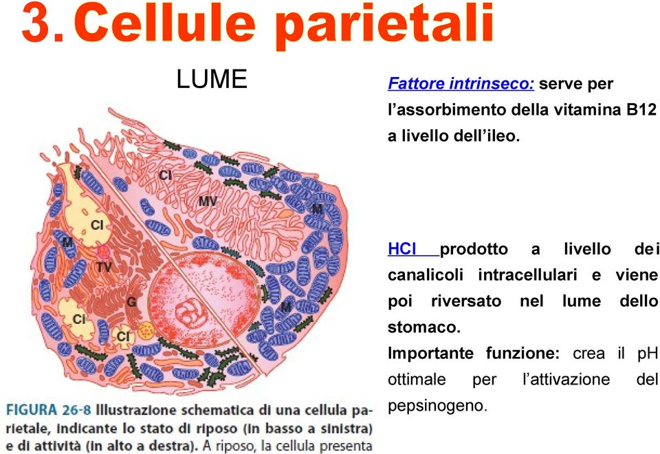 HCl prodotto a livello de i canalicoli intracellulari e viene poi