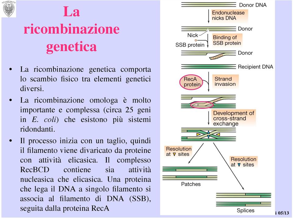 Il processo inizia con un taglio, quindi il filamento viene divaricato da proteine con attività elicasica.