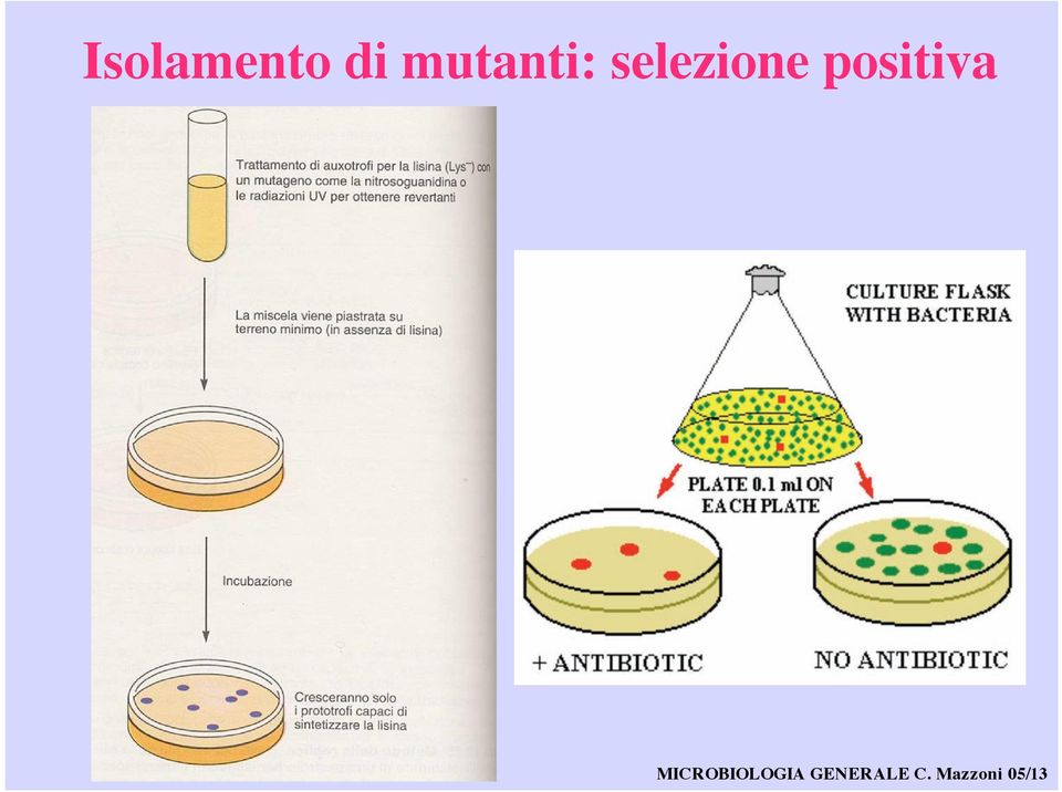 mutanti: