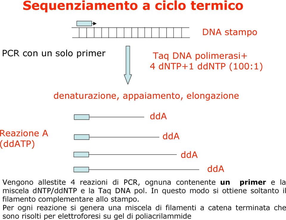 primer e la miscela dntp/ddntp e la Taq DNA pol. In questo modo si ottiene soltanto il filamento complementare allo stampo.