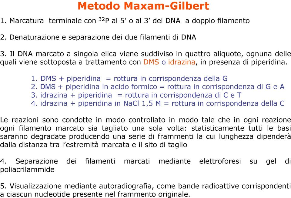 DMS + piperidina = rottura in corrispondenza della G 2. DMS + piperidina in acido formico = rottura in corrispondenza di G e A 3. idrazina + piperidina = rottura in corrispondenza di C e T 4.