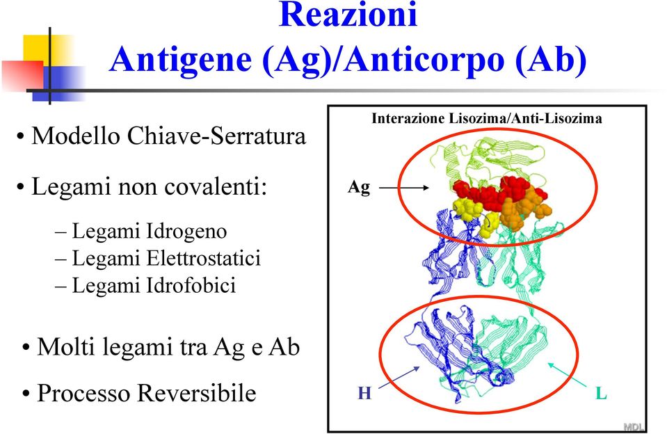 Lisozima/Anti-Lisozima Legami Idrogeno Legami