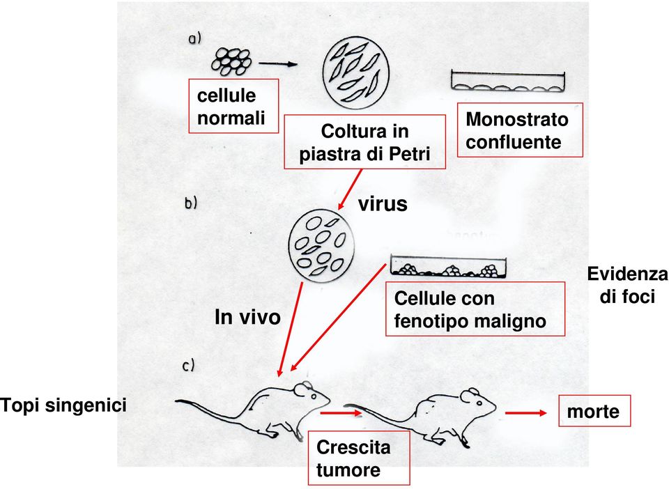 vivo Cellule con fenotipo maligno