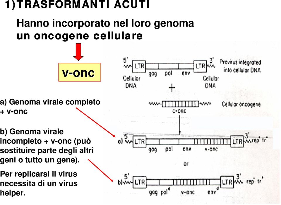 Genoma virale incompleto + v-onc (può sostituire parte degli