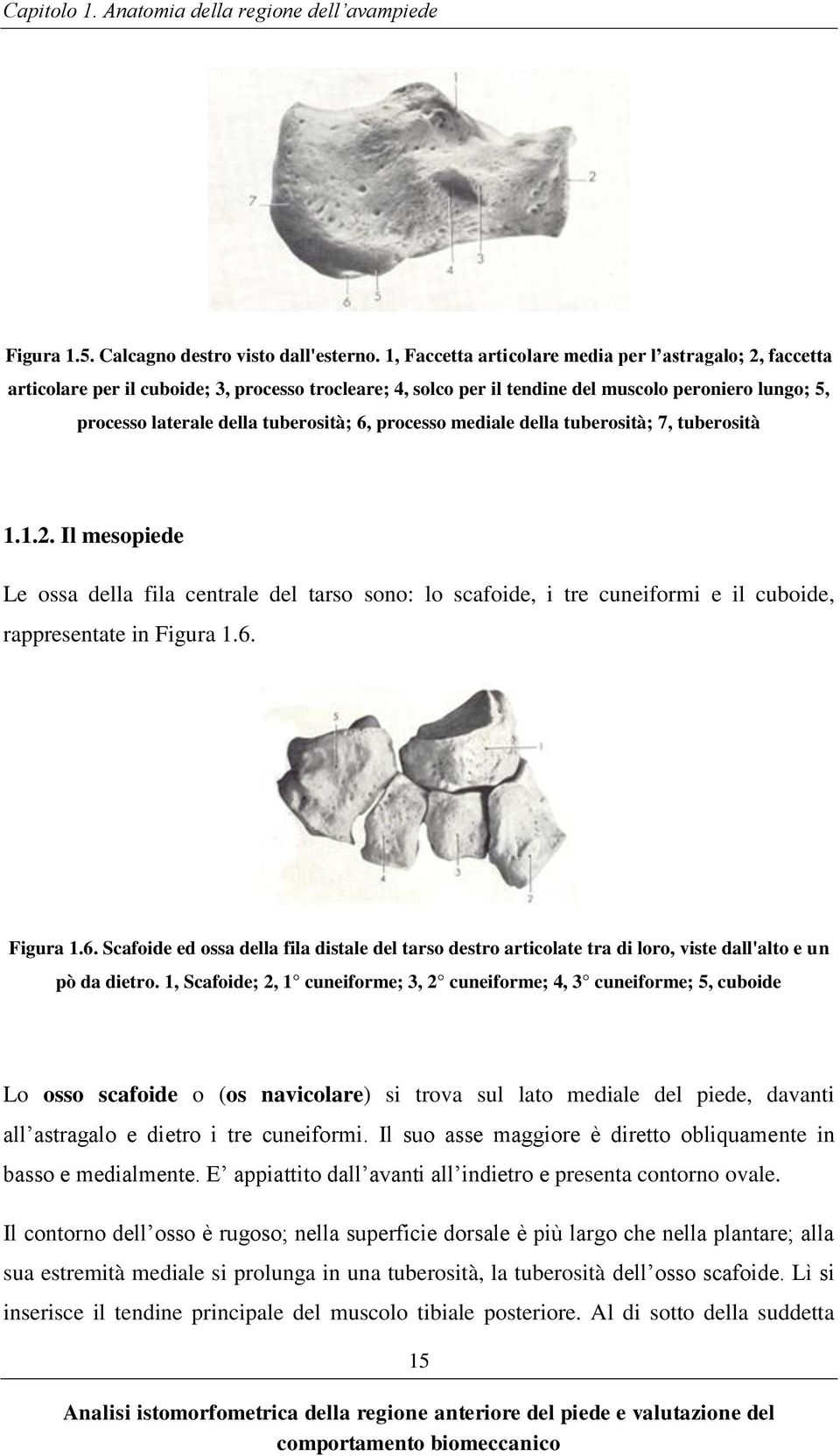 6, processo mediale della tuberosità; 7, tuberosità 1.1.2. Il mesopiede Le ossa della fila centrale del tarso sono: lo scafoide, i tre cuneiformi e il cuboide, rappresentate in Figura 1.6. Figura 1.6. Scafoide ed ossa della fila distale del tarso destro articolate tra di loro, viste dall'alto e un pò da dietro.