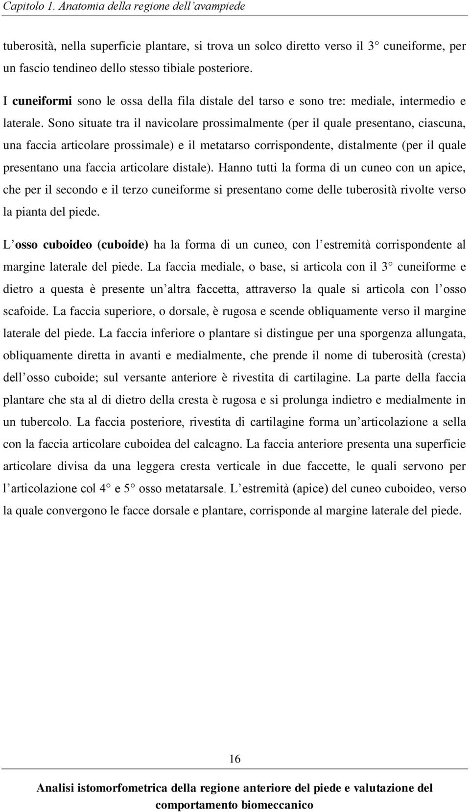 Sono situate tra il navicolare prossimalmente (per il quale presentano, ciascuna, una faccia articolare prossimale) e il metatarso corrispondente, distalmente (per il quale presentano una faccia