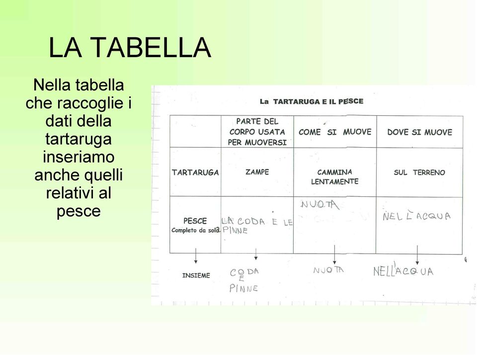 della tartaruga inseriamo