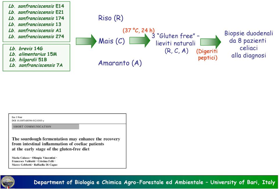 alimentarius 15M Lb. hilgardii 51B Lb.