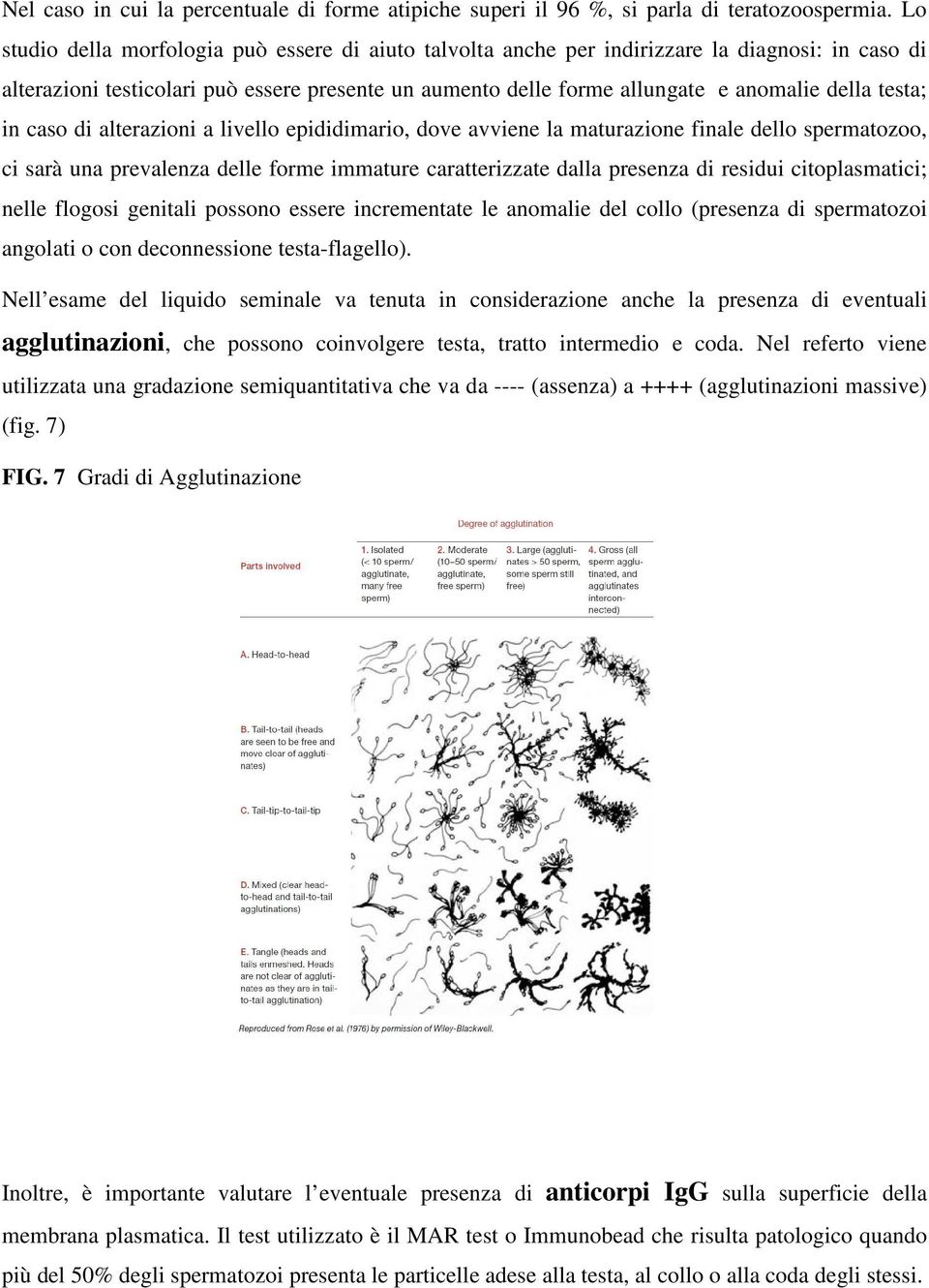 testa; in caso di alterazioni a livello epididimario, dove avviene la maturazione finale dello spermatozoo, ci sarà una prevalenza delle forme immature caratterizzate dalla presenza di residui