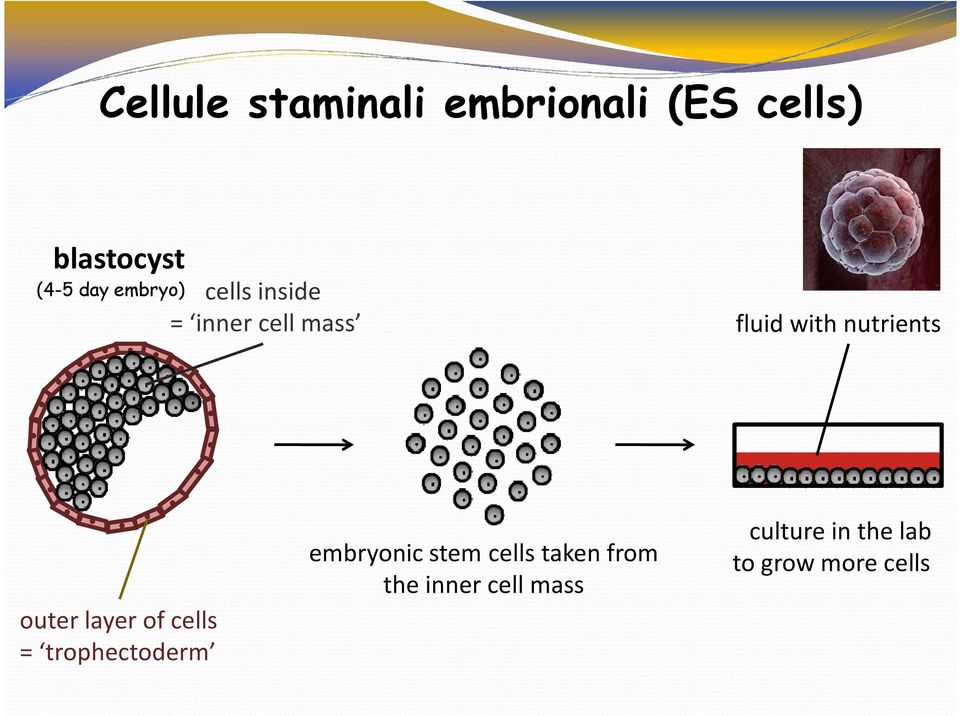 outer layer of cells = trophectoderm embryonic stem cells
