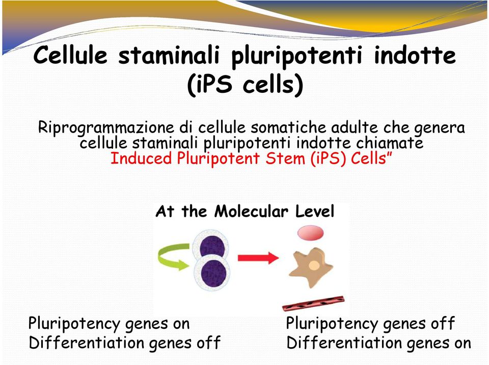 chiamate Induced Pluripotent Stem (ips) Cells At the Molecular Level