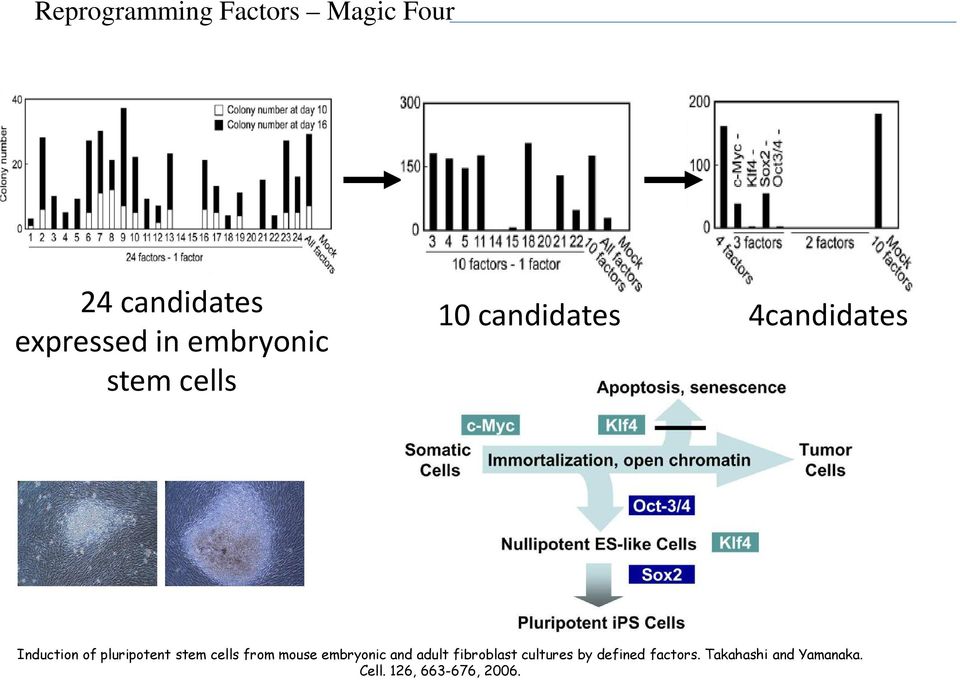pluripotent stem cells from mouse embryonic and adult fibroblast