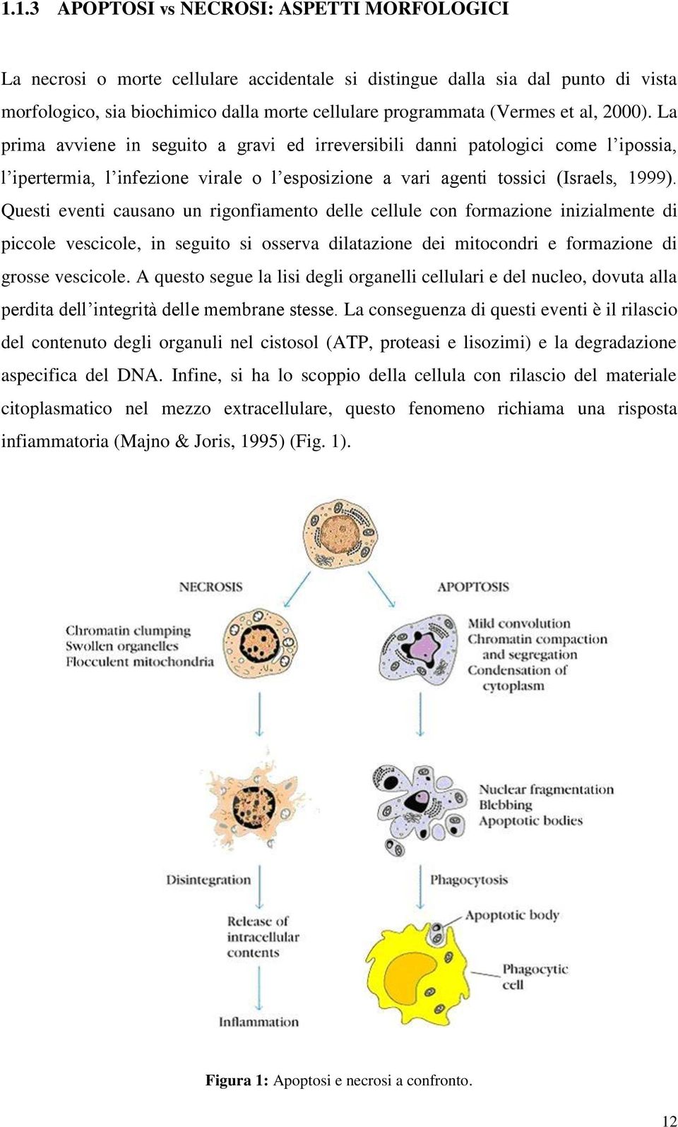 Questi eventi causano un rigonfiamento delle cellule con formazione inizialmente di piccole vescicole, in seguito si osserva dilatazione dei mitocondri e formazione di grosse vescicole.