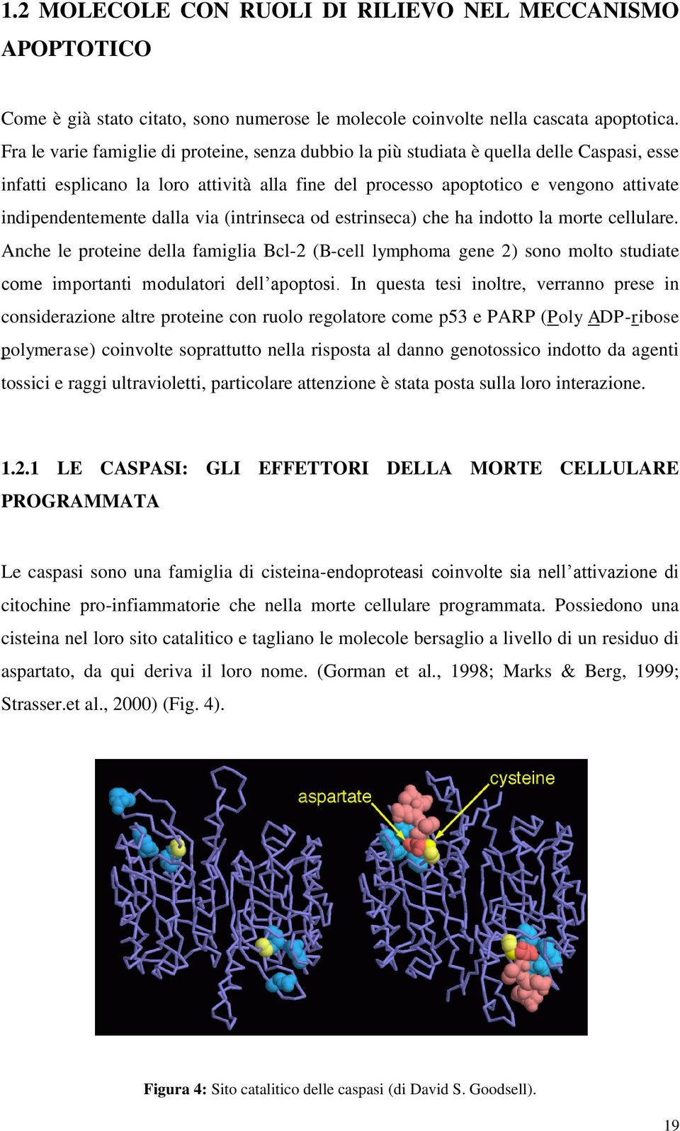 dalla via (intrinseca od estrinseca) che ha indotto la morte cellulare. Anche le proteine della famiglia Bcl-2 (B-cell lymphoma gene 2) sono molto studiate come importanti modulatori dell apoptosi.