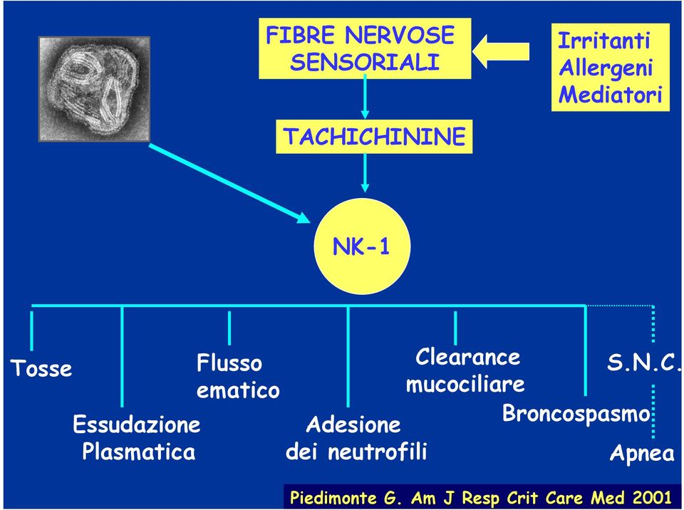 ematico Adesione dei neutrofili Cl