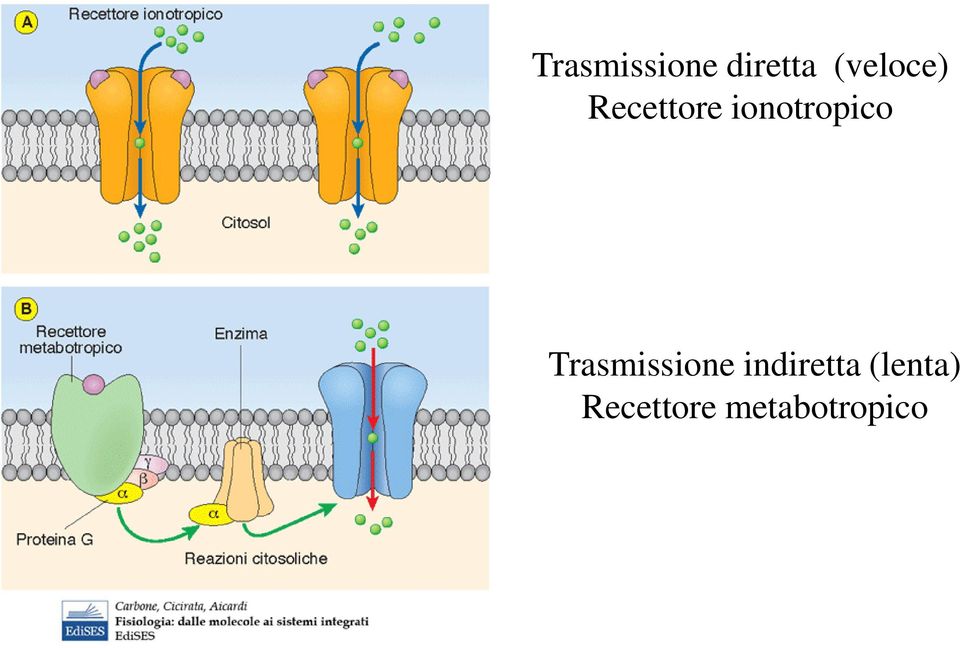 ionotropico Trasmissione