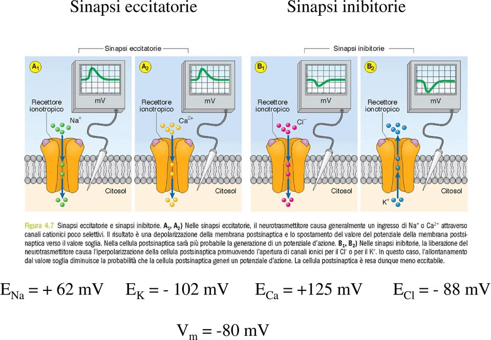 K = - 102 mv E Ca = +125 mv