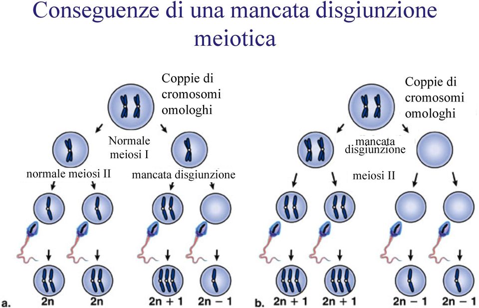 cromosomi omologhi mancata disgiunzione mancata