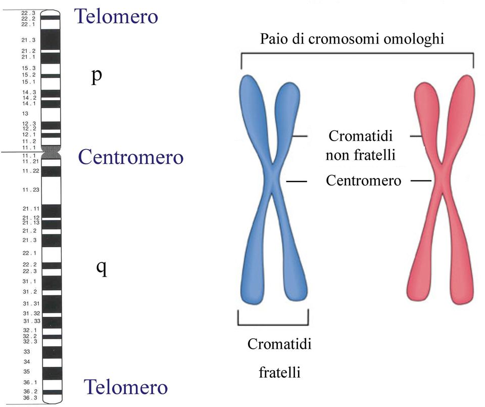 Centromero Cromatidi non