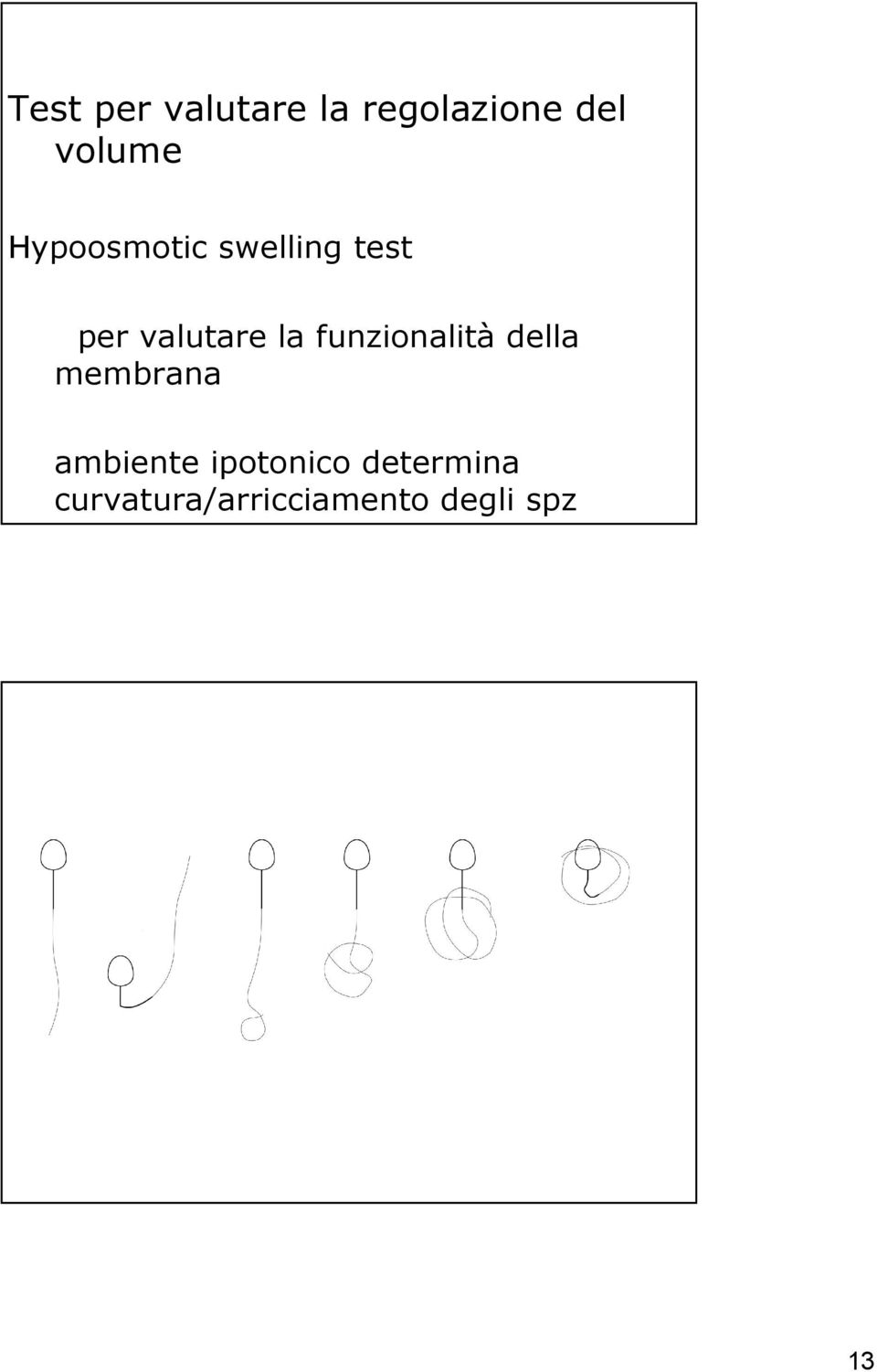 funzionalità della membrana ambiente