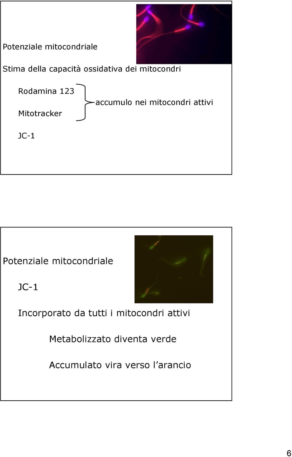 JC-1 Potenziale mitocondriale JC-1 Incorporato da tutti i