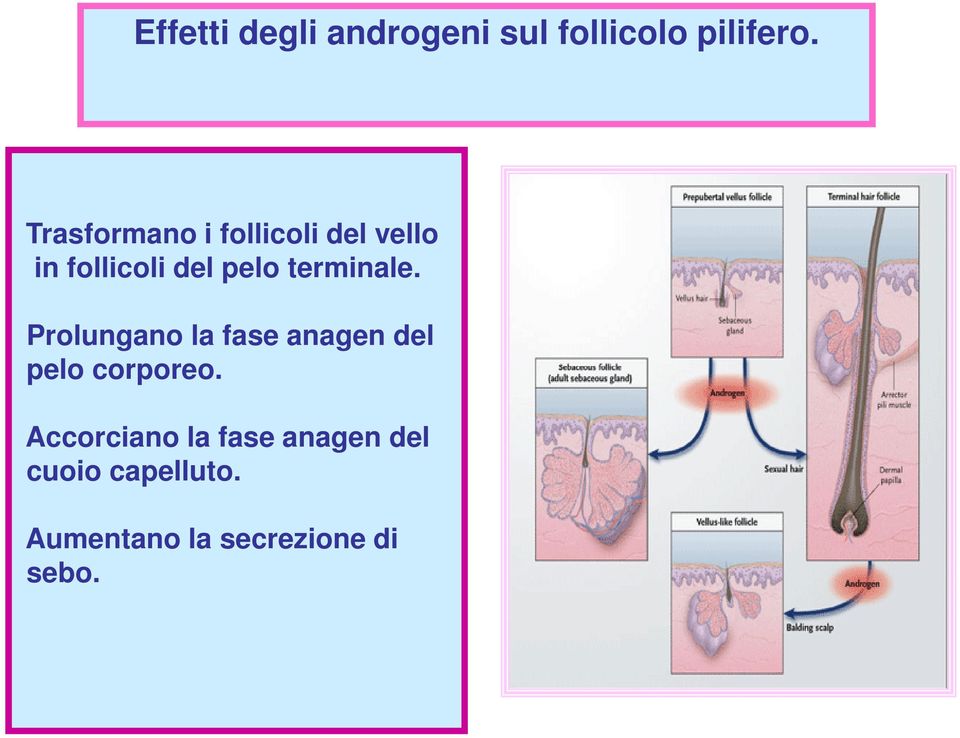 terminale. Prolungano la fase anagen del pelo corporeo.