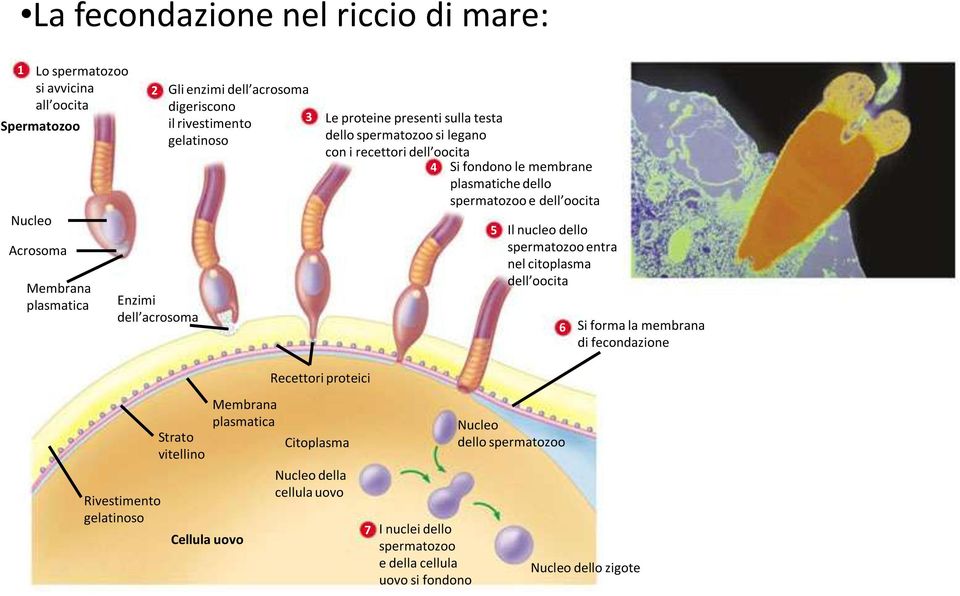 spermatozoo e dell oocita 5 Il nucleo dello spermatozoo entra nel citoplasma dell oocita 6 Si forma la membrana di fecondazione Recettori proteici Rivestimento gelatinoso