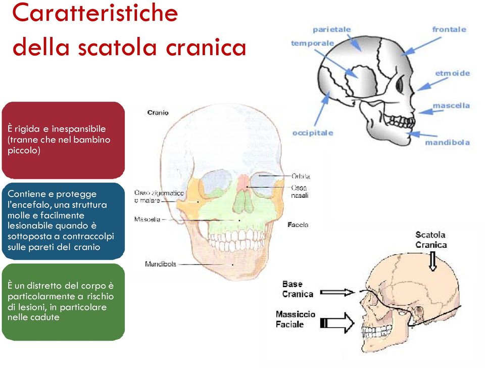 facilmente lesionabile quando è sottoposta a contraccolpi sulle pareti del