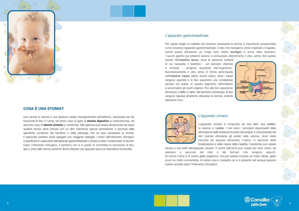 I succhi gastrici qui presenti aiutano a sminuzzare ulteriormente il cibo, prima che questo transiti nell intestino tenue, dove le sostanze nutrienti di cui necessita il bambino - ad esempio vitamine