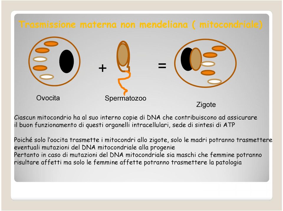 trasmette i mitocondri allo zigote, solo le madri potranno trasmettere eventuali mutazioni del DNA mitocondriale alla progenie Pertanto in