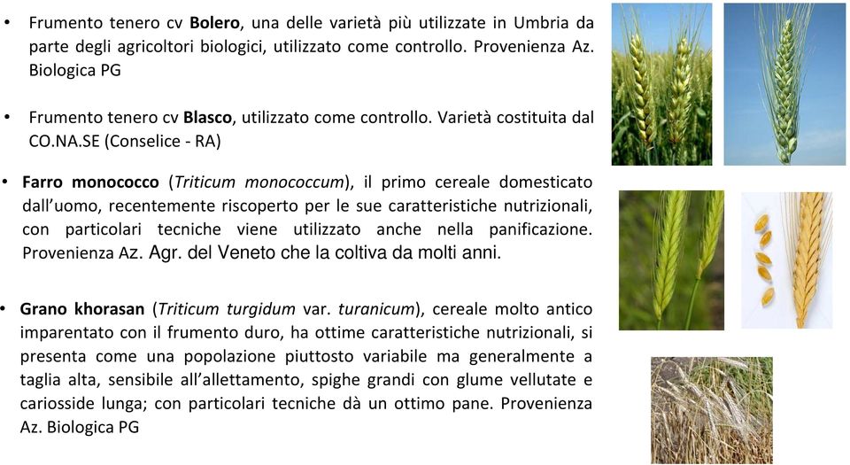 SE (Conselice RA) Farro monococco (Triticum monococcum), il primo cereale domesticato dall uomo, recentemente riscoperto per le sue caratteristiche nutrizionali, con particolari tecniche viene