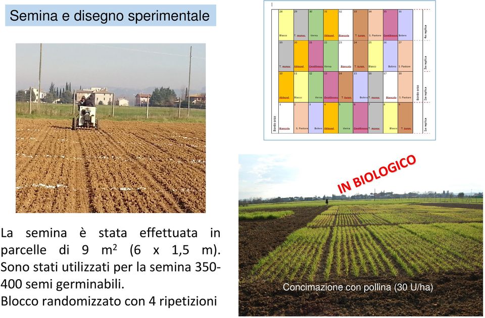 Sono stati utilizzati per la semina 350 400 semi