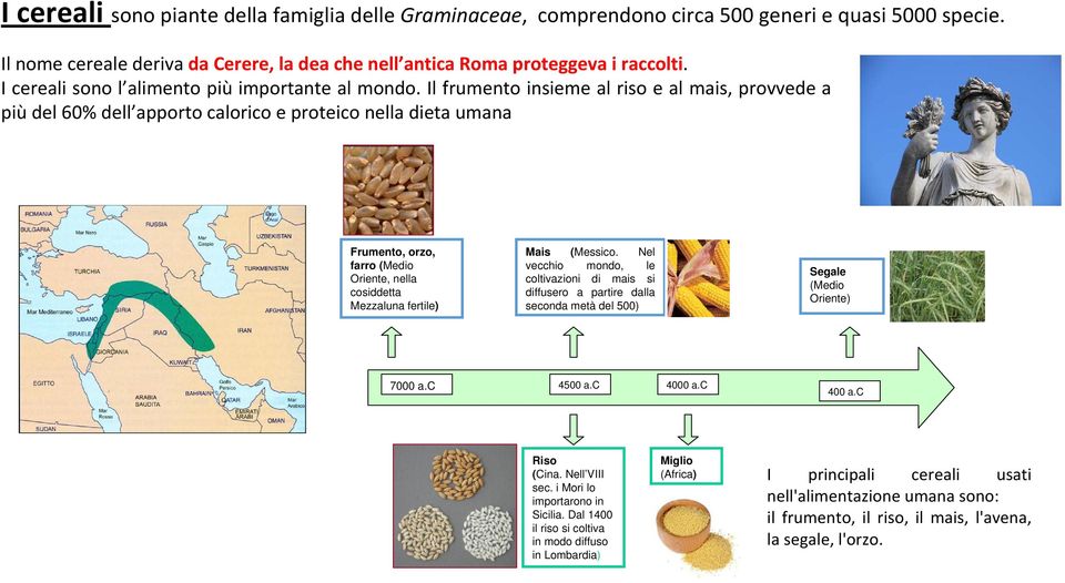 Il frumento insieme al riso e al mais, provvede a più del 60% dell apporto calorico e proteico nella dieta umana Frumento, orzo, farro (Medio Oriente, nella cosiddetta Mezzaluna fertile) Mais