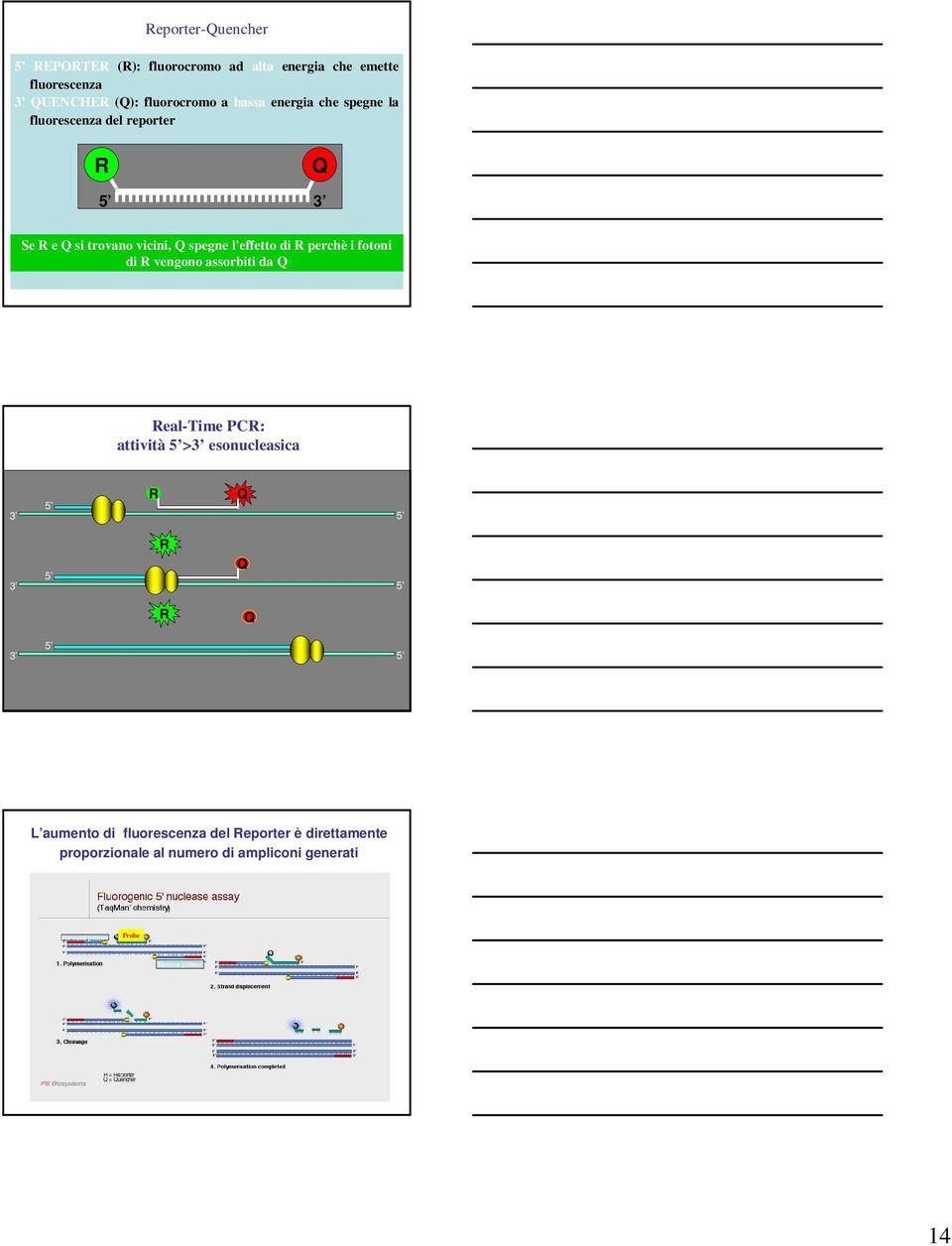 fotoni di R vengono assorbiti da Q Real-Time PCR: attività 5 >3 esonucleasica 3 5 3 R Q 5 R Q 5 3 5 R Q 5 3 5 L aumento