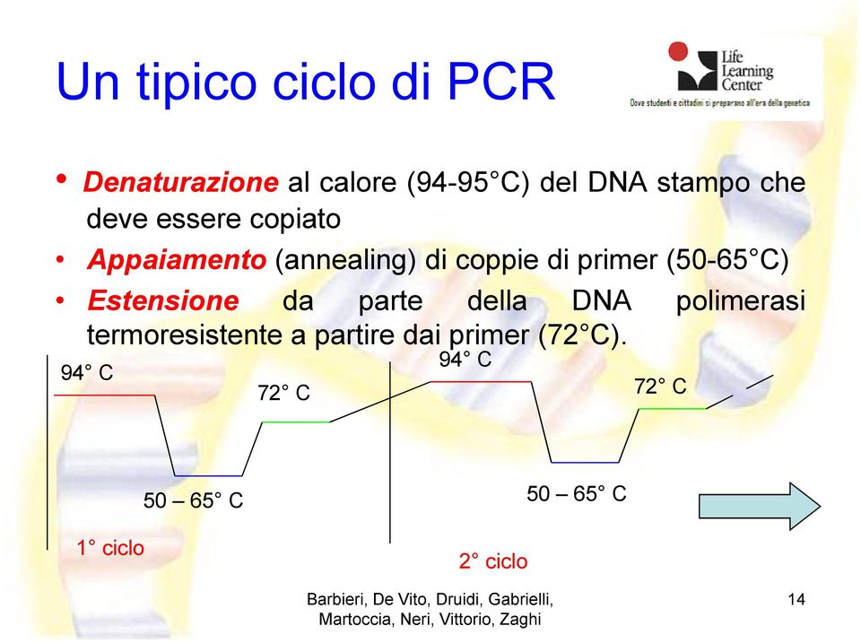 (50-65 C) Estensione da parte della DNA polimerasi termoresistente a