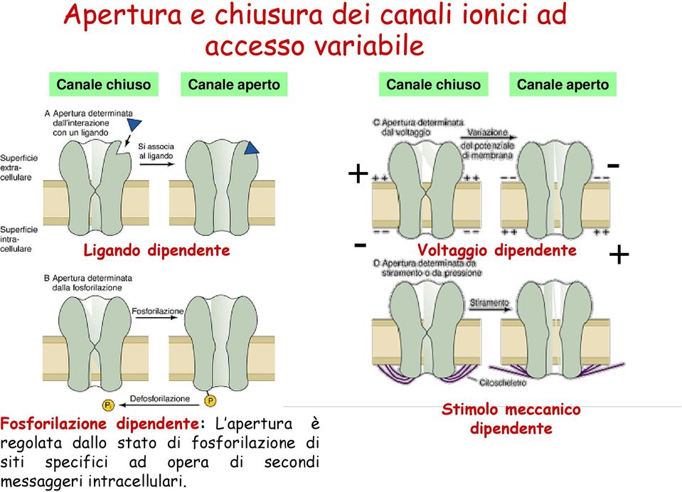 Fosforilazione dipendente: L apertura è regolata dallo stato di fosforilazione di