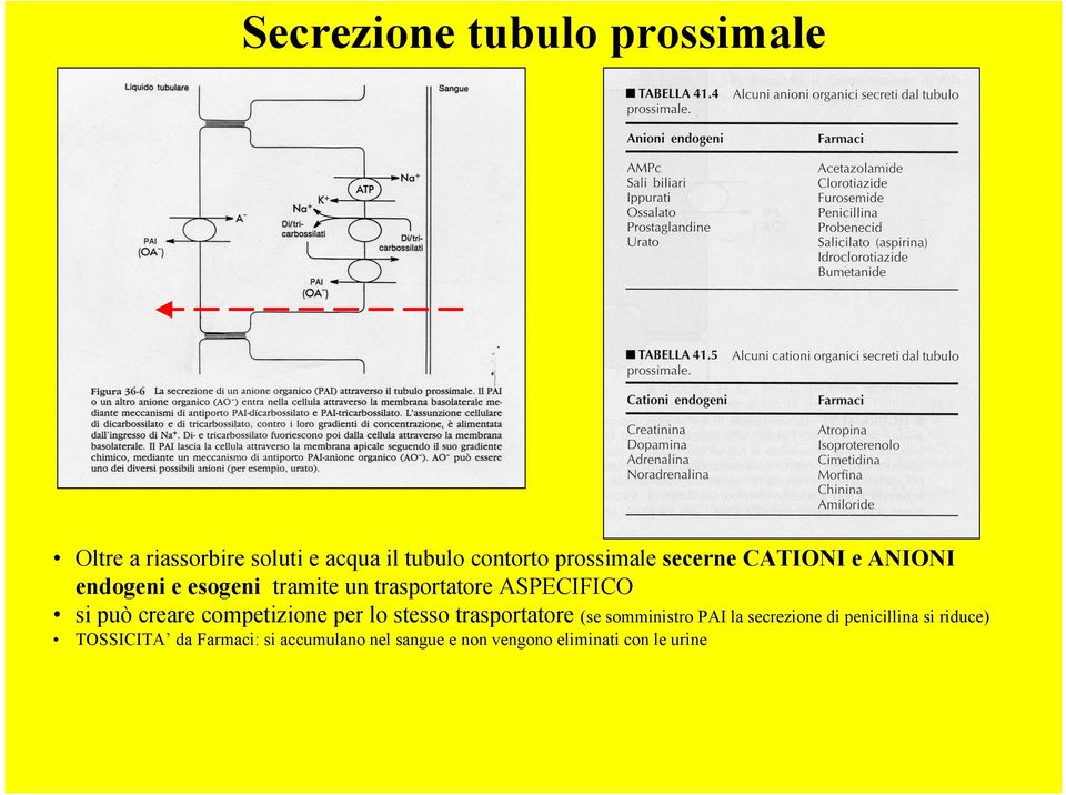 si può creare competizione per lo stesso trasportatore (se somministro PAI la secrezione di