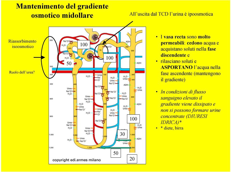 50 100 100 I vasa recta sono molto permeabili: cedono acqua e acquistano soluti nella fase discendente e rilasciano