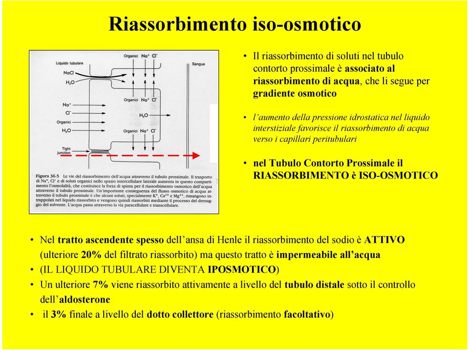 tratto ascendente spesso dell ansa di Henle il riassorbimento del sodio è ATTIVO (ulteriore 20% del filtrato riassorbito) ma questo tratto è impermeabile all acqua (IL LIQUIDO TUBULARE