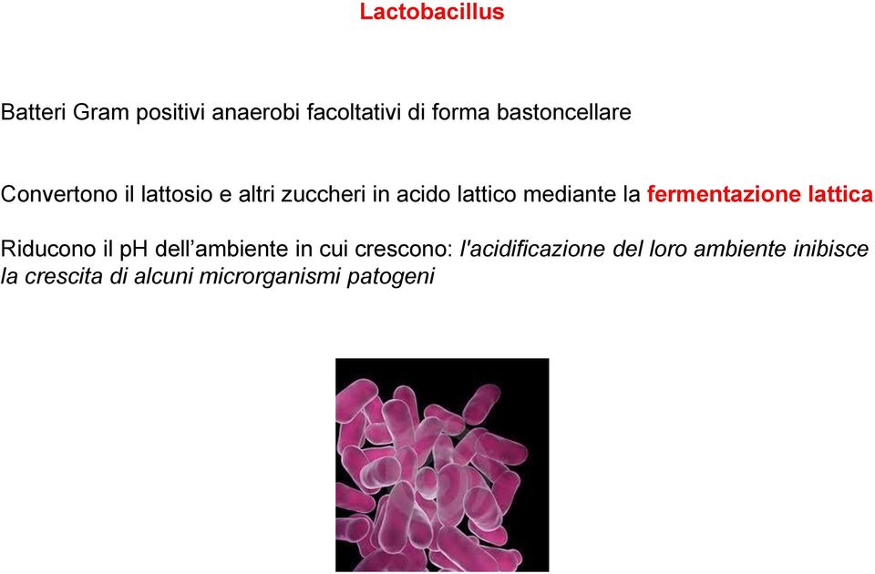 mediante la fermentazione lattica Riducono il ph dell ambiente in cui