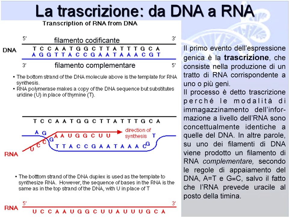 Il processo è detto trascrizione perché le modalità di immagazzinamento dell informazione a livello dell RNA sono concettualmente identiche