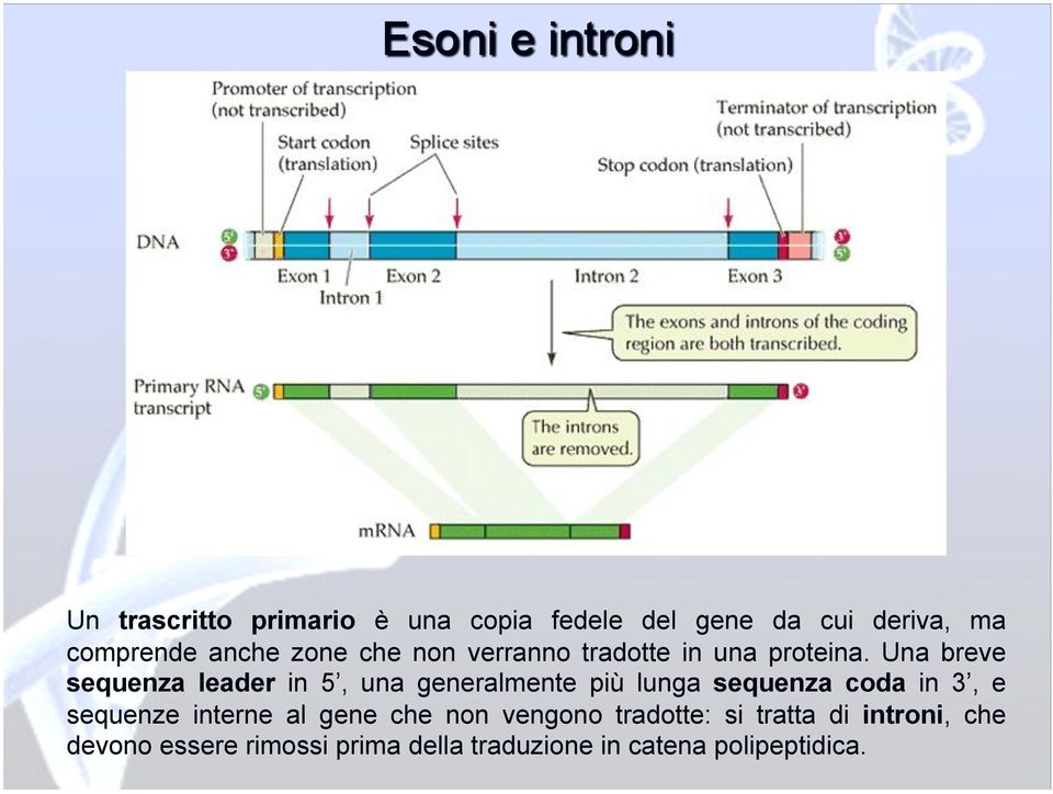 Una breve sequenza leader in 5, una generalmente più lunga sequenza coda in 3, e sequenze