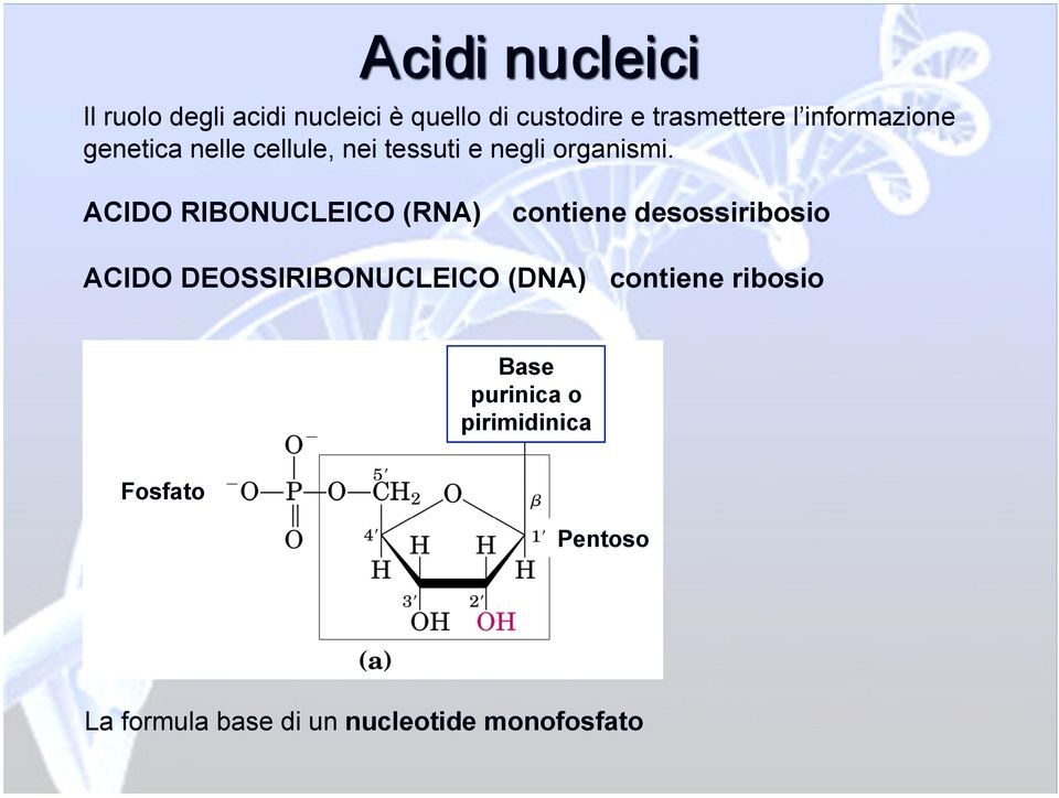 ACIDO RIBONUCLEICO (RNA) contiene desossiribosio ACIDO DEOSSIRIBONUCLEICO (DNA)